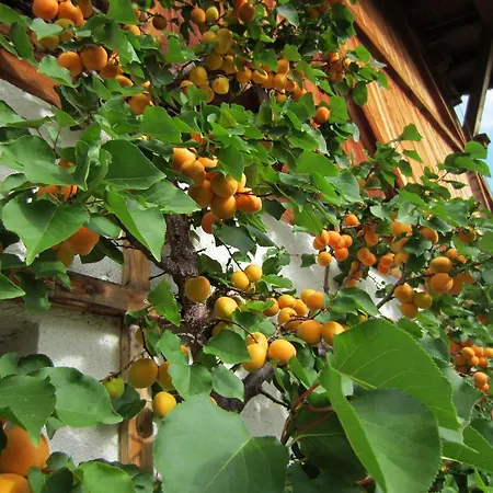 Landsitz Bichlhof פולפמס